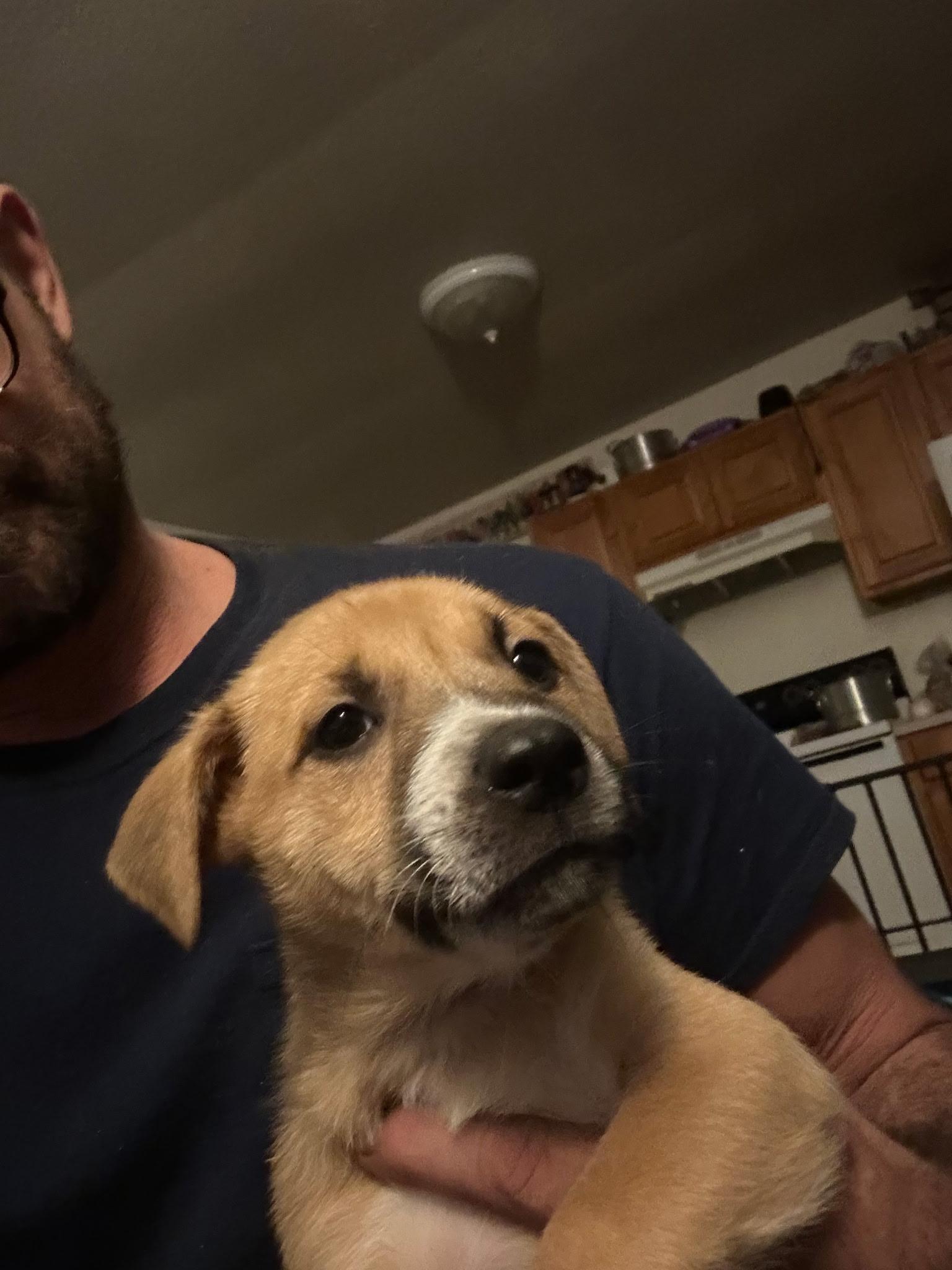 Cassie, an adopted mixed breed in Roseville, CA image 2/5