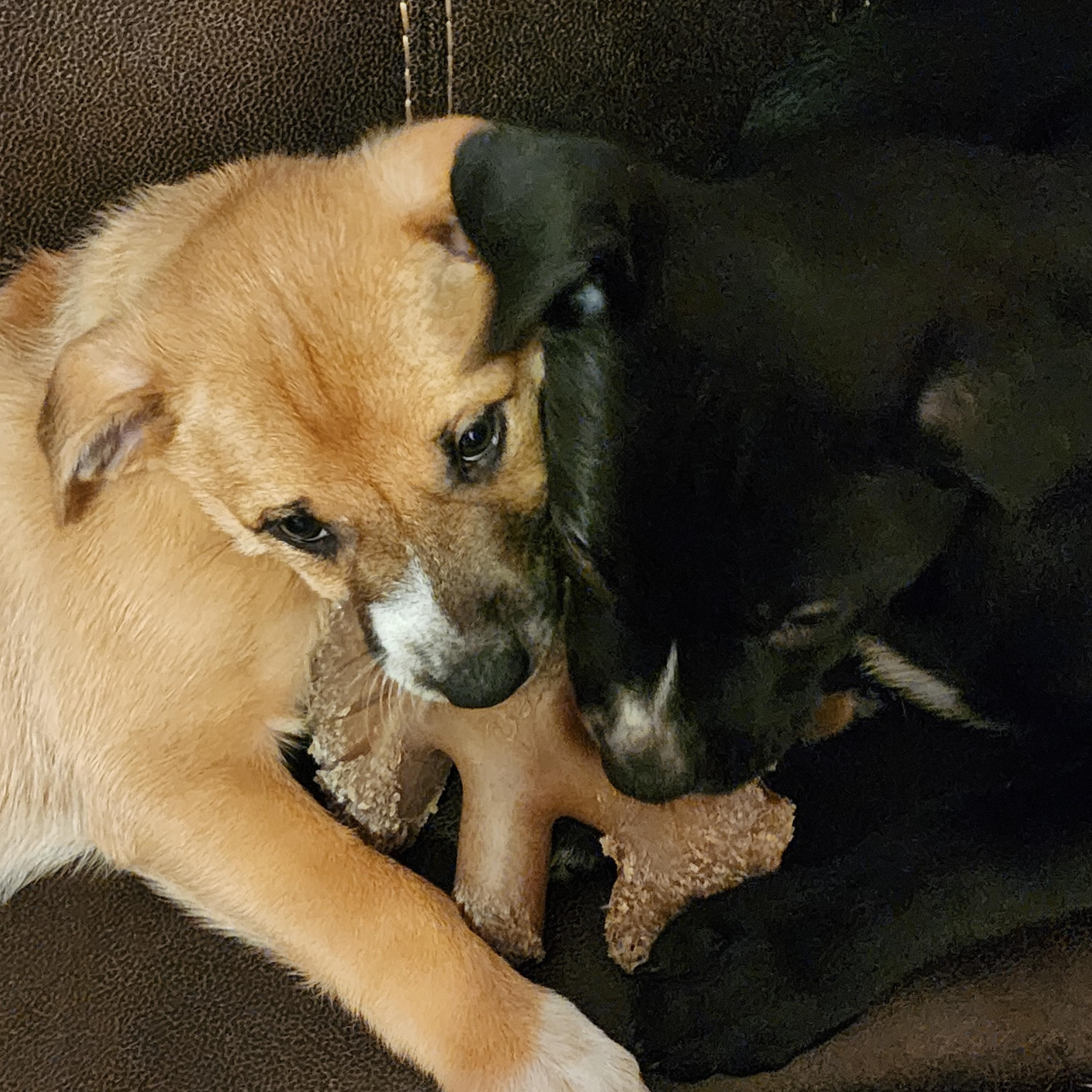 Cassie, an adopted mixed breed in Roseville, CA image 3/5