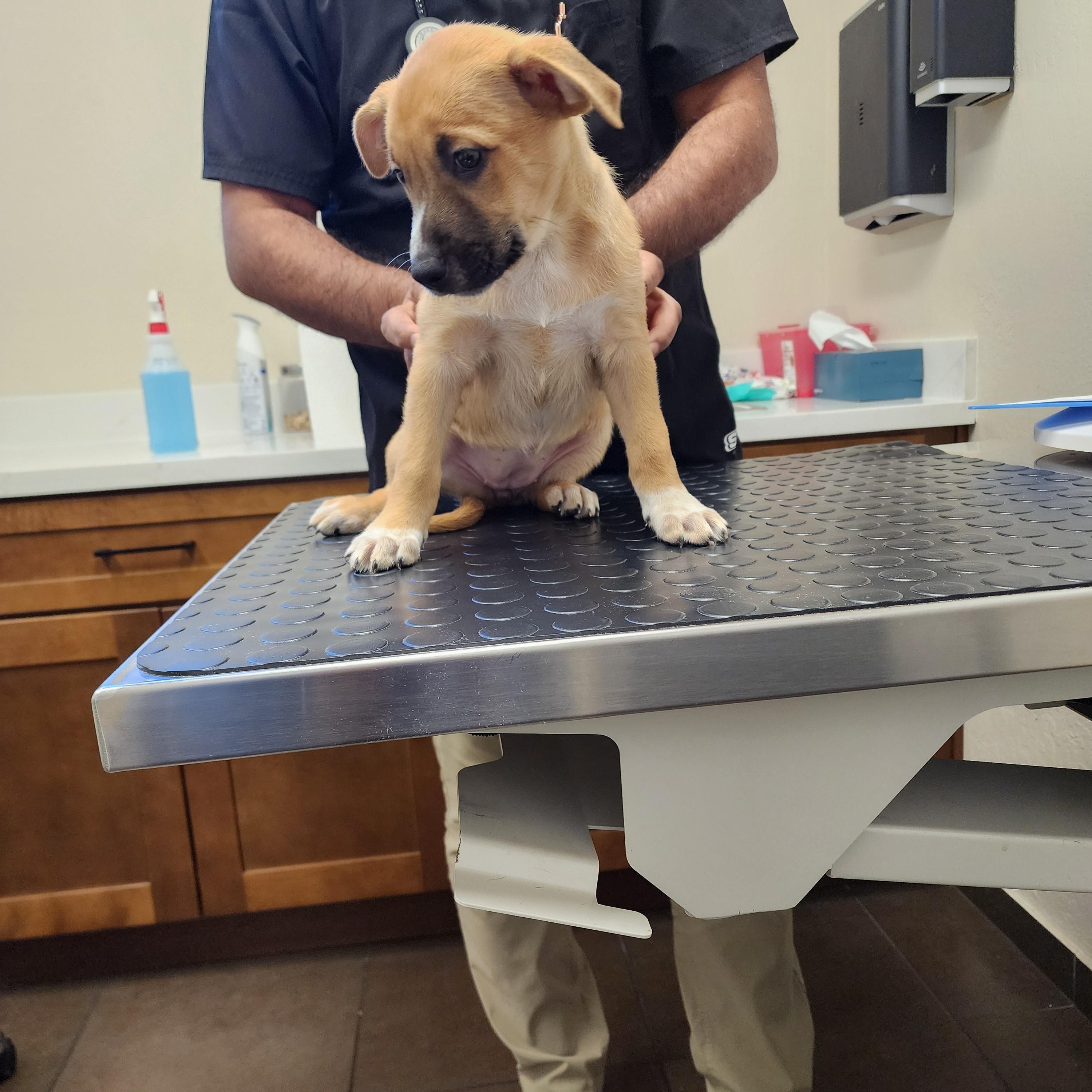 Cassie, an adopted mixed breed in Roseville, CA image 5/5