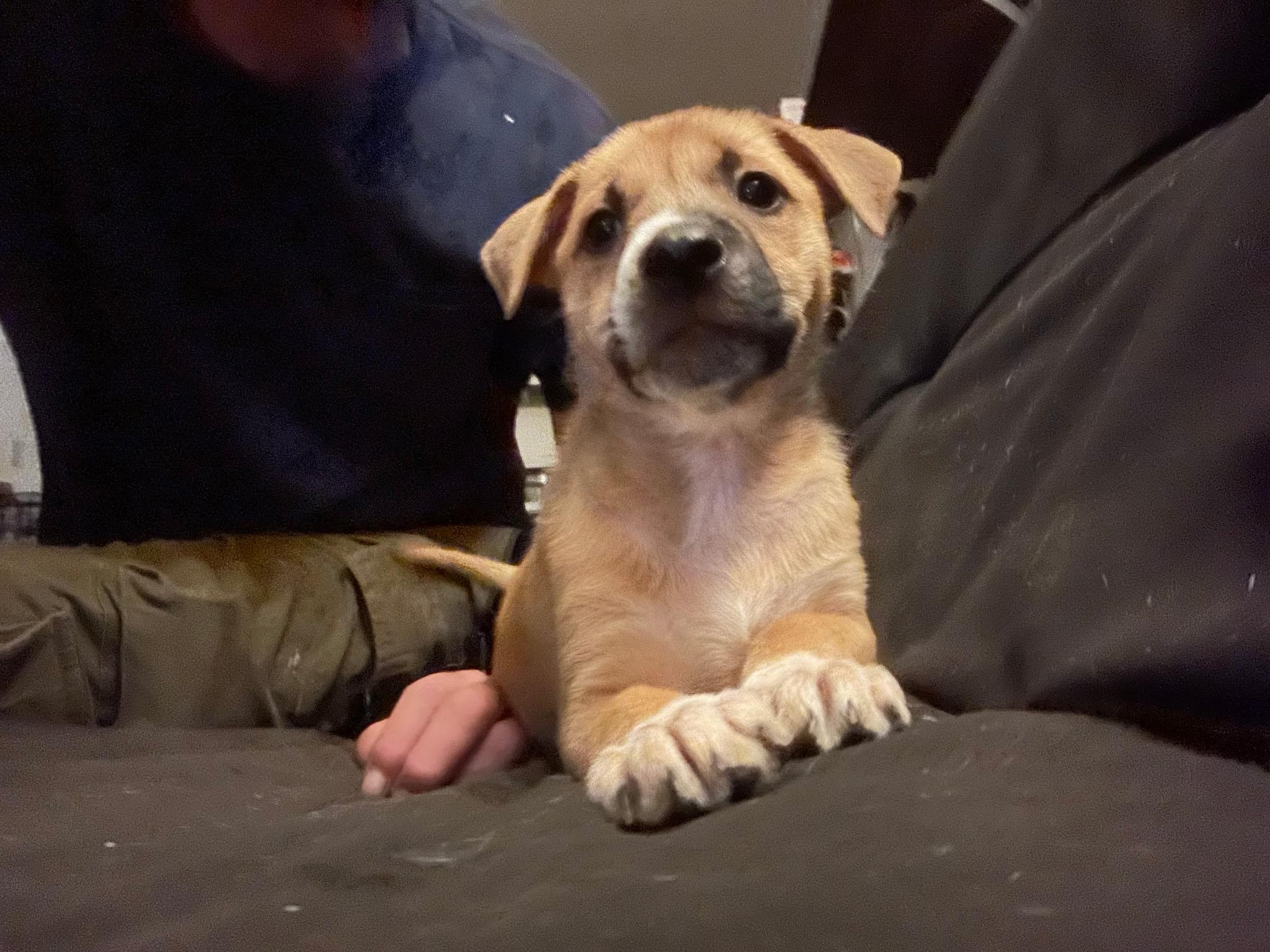 Cassie, an adopted mixed breed in Roseville, CA image 4/5