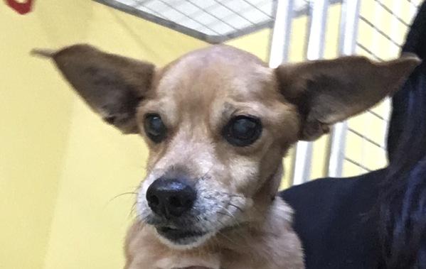 Walter, a Adoptable mixed breed in San Gabriel, CA image 2/3