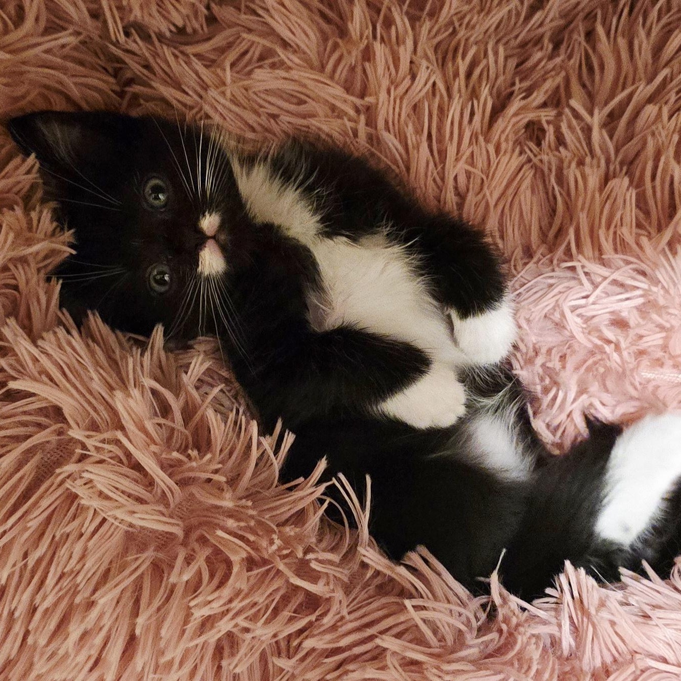 Enlarge Keaton, a Adopted mixed breed in North Hollywood, CA image 3/4