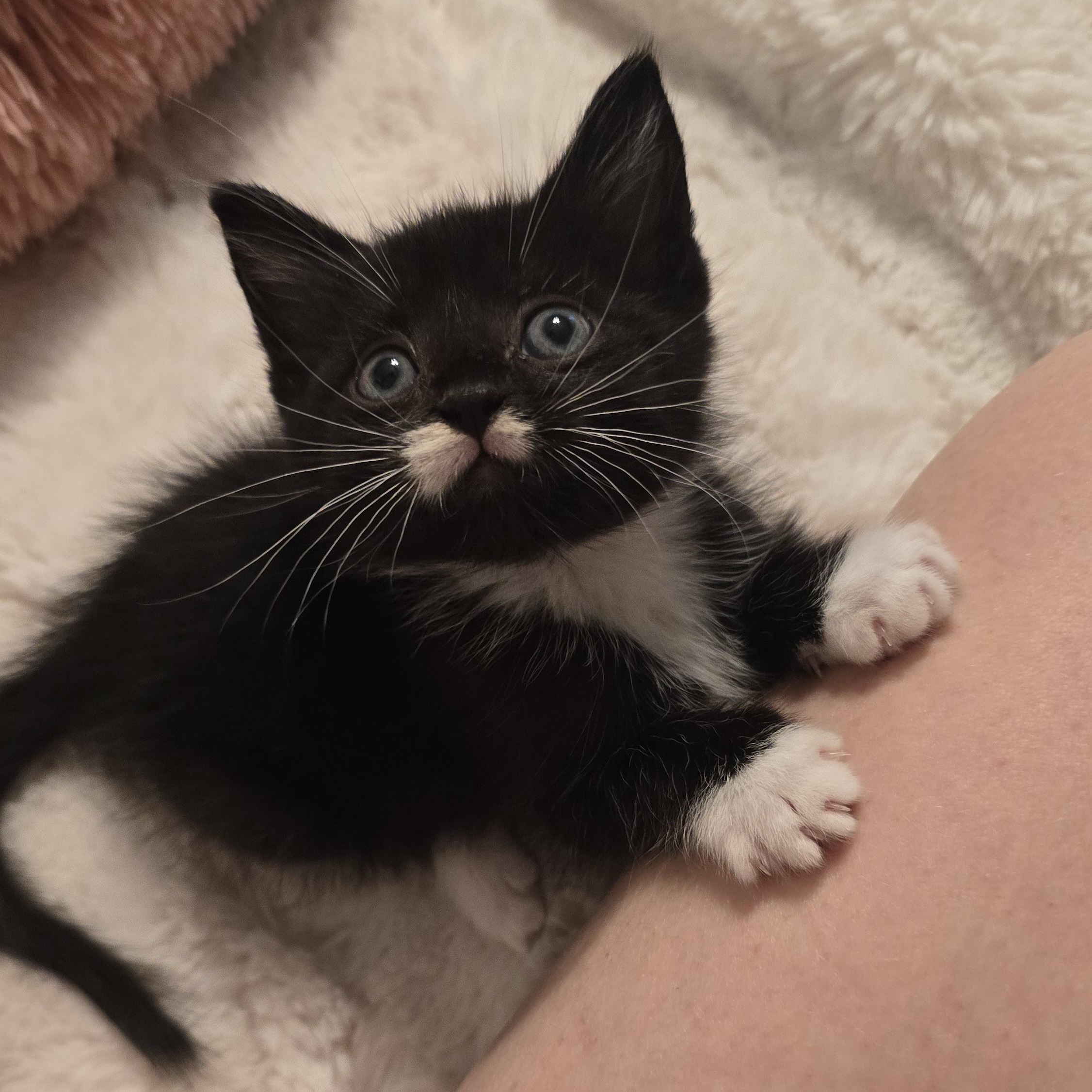 Keaton, Adopted, Kitten Male American Shorthair.