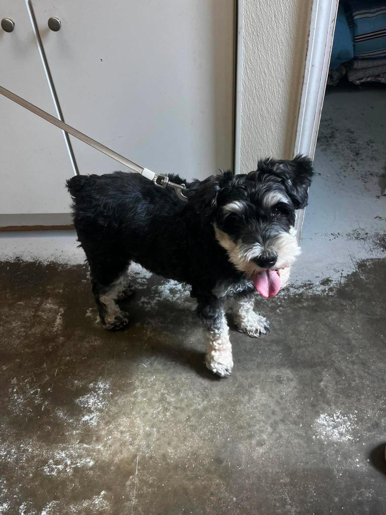 Mickey, Adopted, Adult Male Schnauzer.