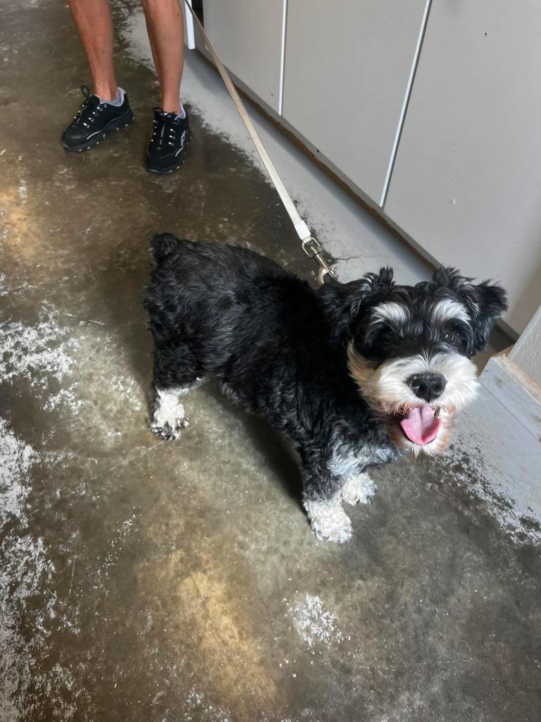 Mickey, a Adopted Schnauzer in Sunrise Beach, MO image 2/4