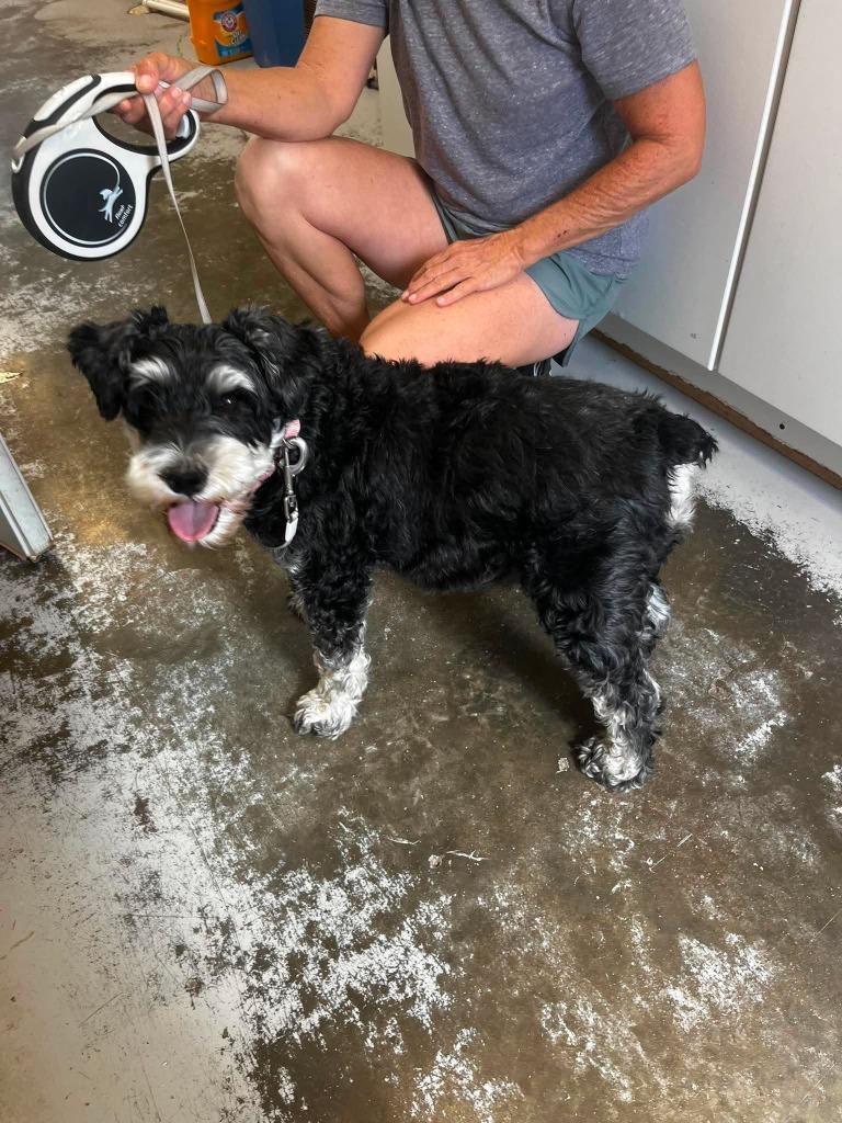 Mickey, a Adopted Schnauzer in Sunrise Beach, MO image 3/4