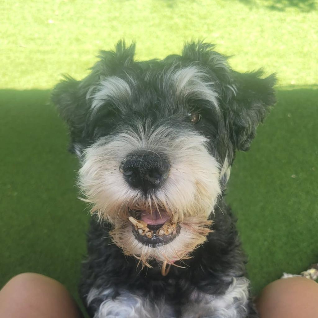 Mickey, a Adopted Schnauzer in Sunrise Beach, MO image 4/4