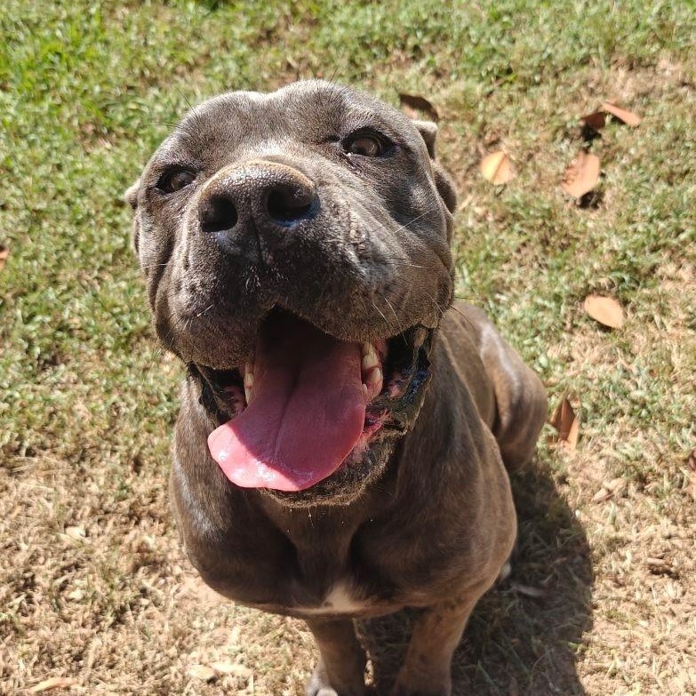 Keiko, Adoptable, Young Female Cane Corso.