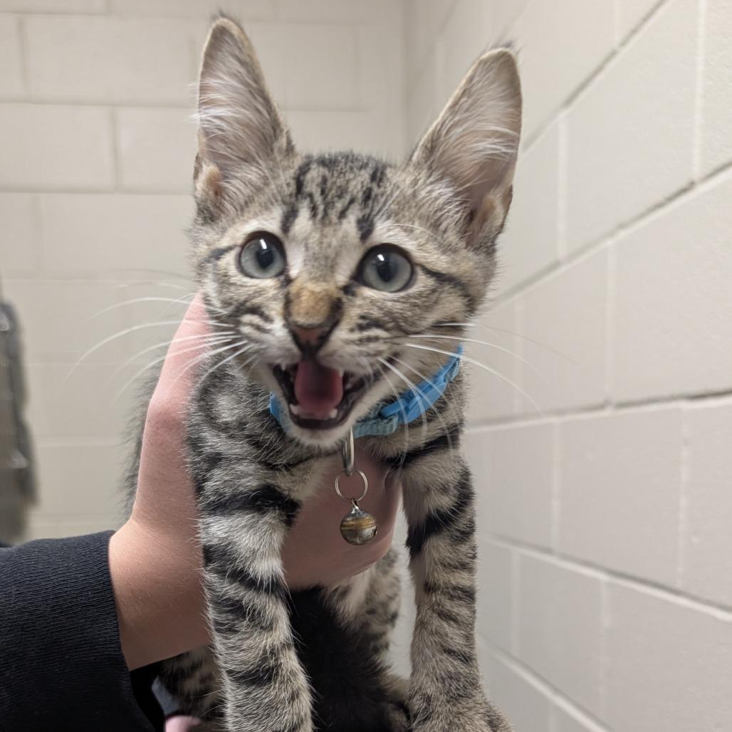 Neville, Adoptable, Kitten Male Domestic Short Hair.