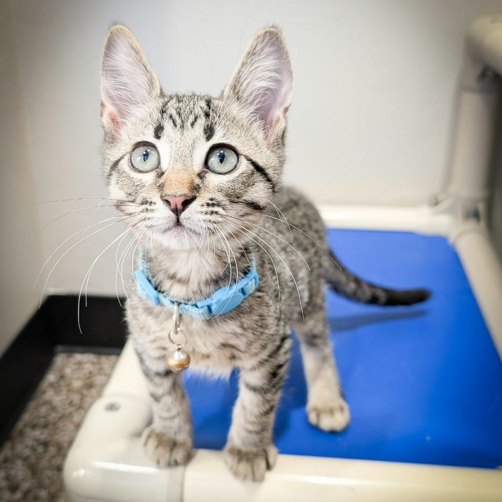 Enlarge Neville, a Adoptable Domestic Short Hair in Norman, OK image 2/2
