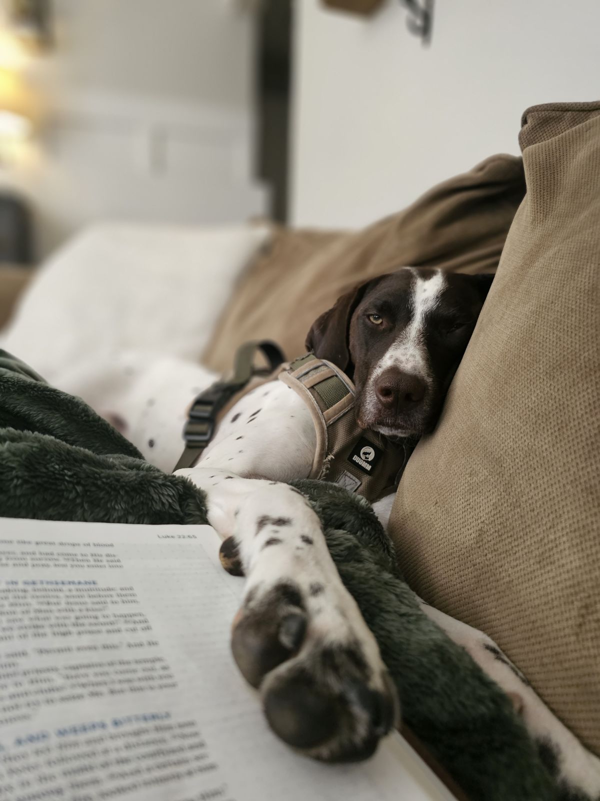 Dane, Adopted, Young Male German Shorthaired Pointer.