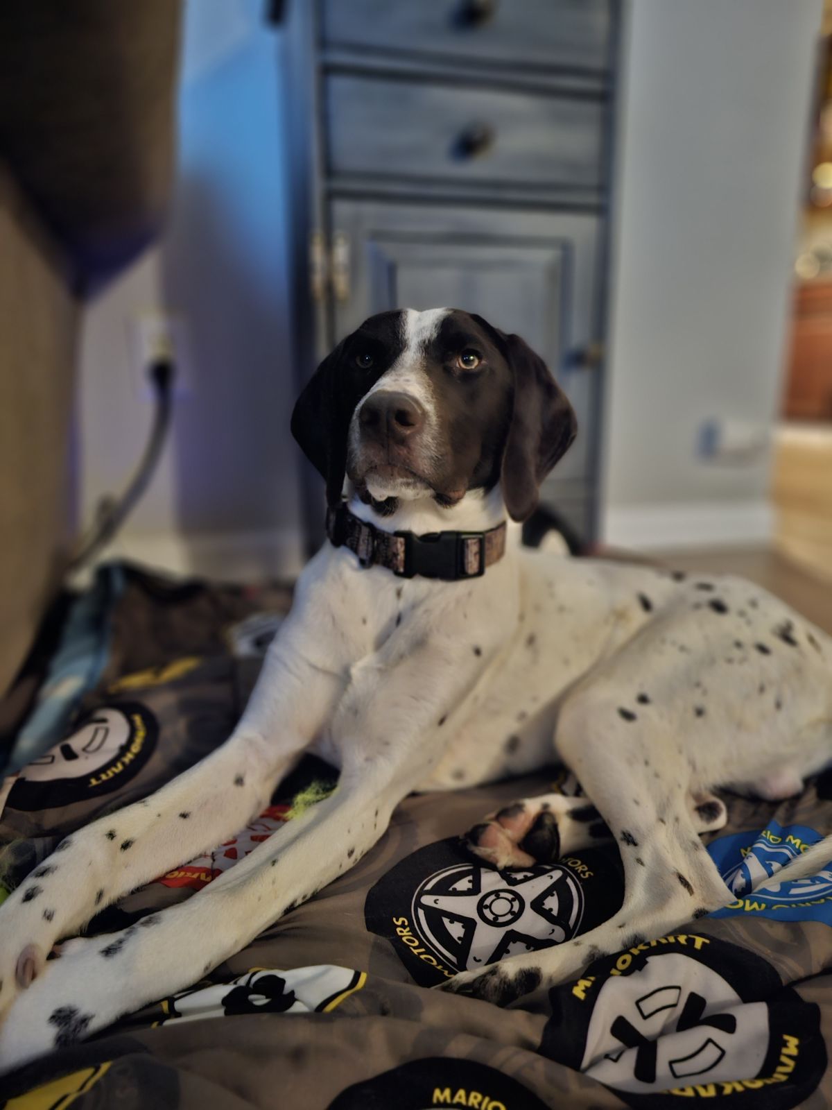 Enlarge Dane, a Adopted German Shorthaired Pointer in La Grande, OR image 2/3