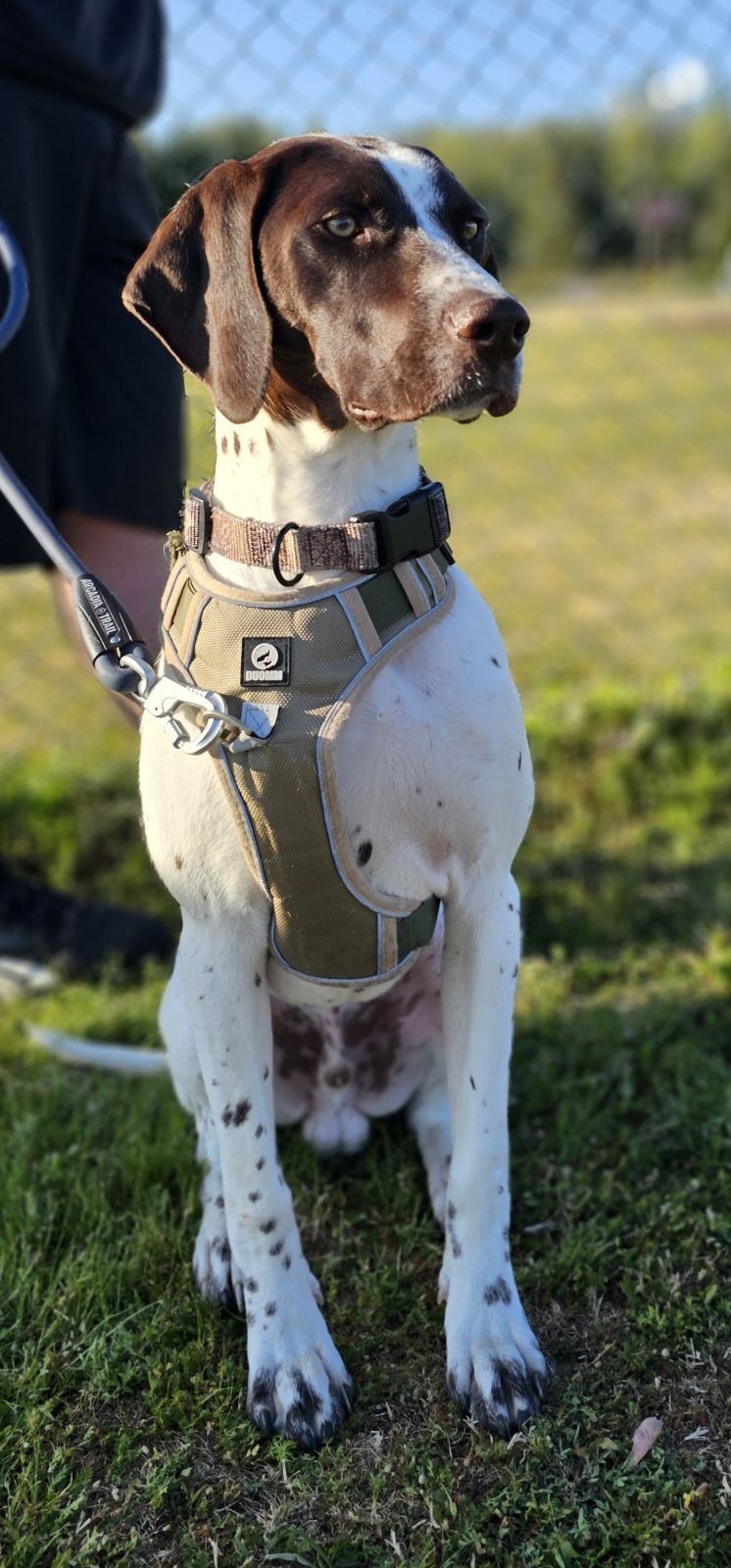 Enlarge Dane, a Adopted German Shorthaired Pointer in La Grande, OR image 3/3