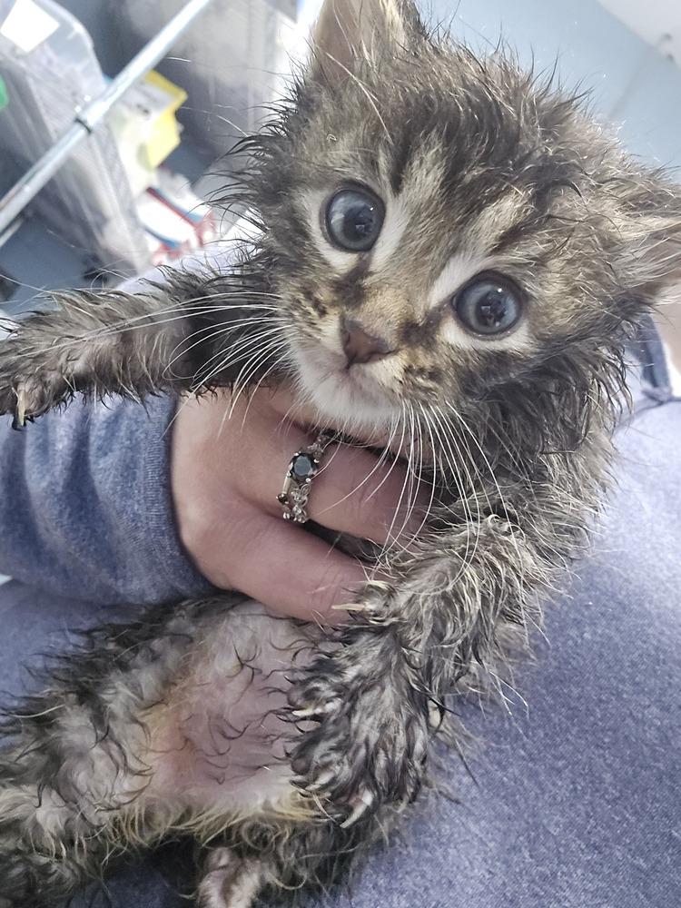 Robins, Adopted, Young Male Domestic Short Hair.