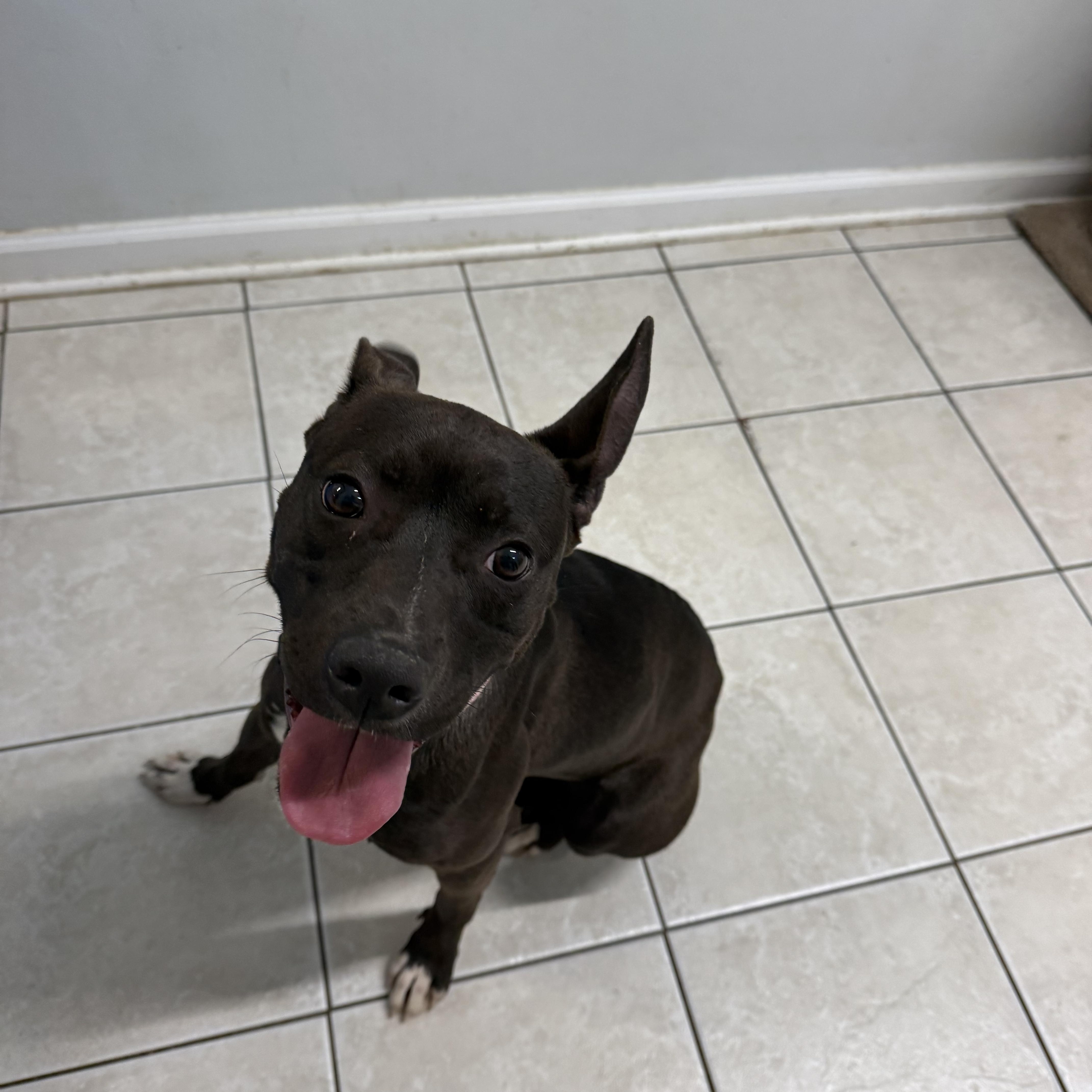 Enlarge Lala, an adopted mixed breed in Hendersonville, TN image 1/1