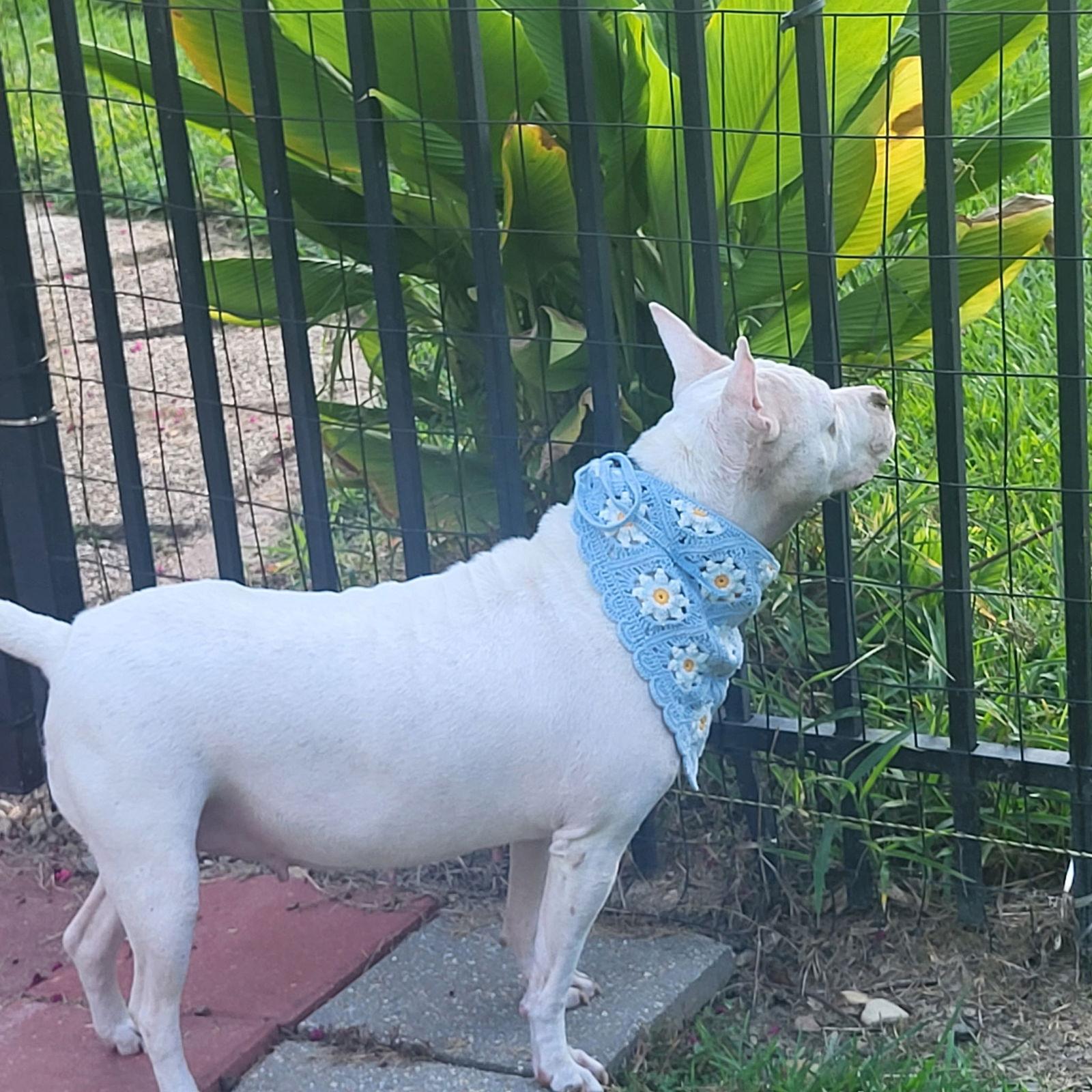 Enlarge Hannah - A Sweet Special Girl Looking for a Home, a Adoptable Pit Bull Terrier in Oakhurst, NJ image 2/2