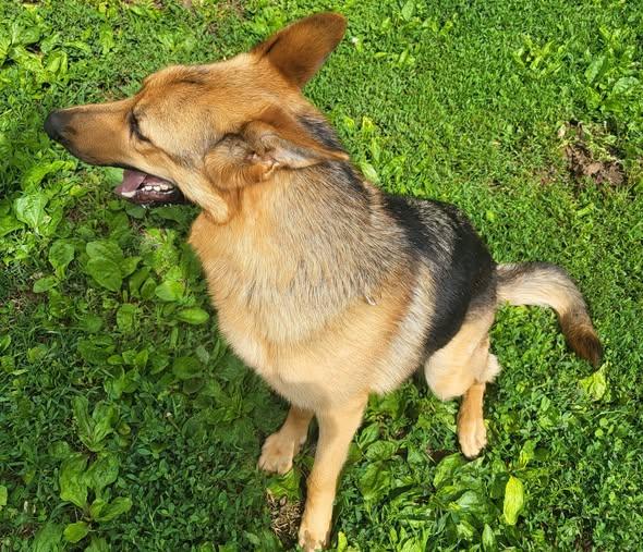 Enlarge Xena, a ADOPTABLE German Shepherd Dog in Collinsville, IL image 1/1