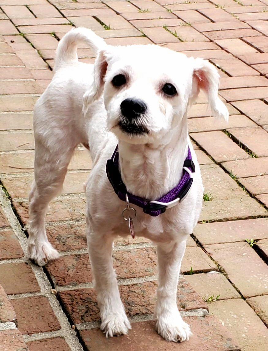 Ernie, Adoptable, Young Male Poodle & Bichon Frise.