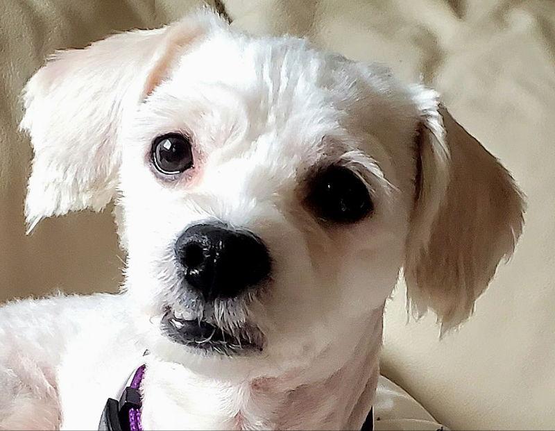 Ernie, a Adoptable mixed breed in Rockville, MD image 2/3