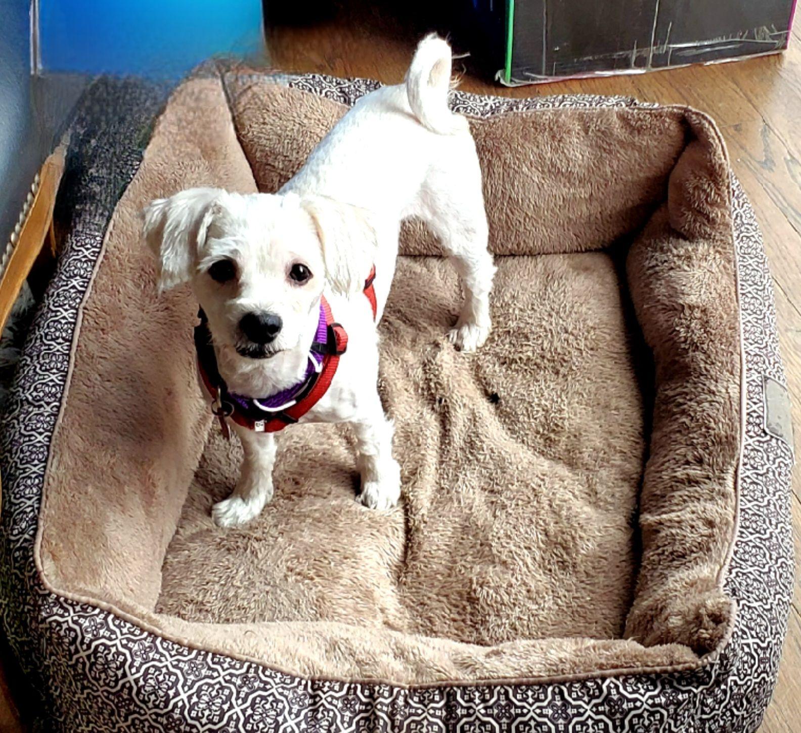 Ernie, a Adoptable mixed breed in Rockville, MD image 3/3