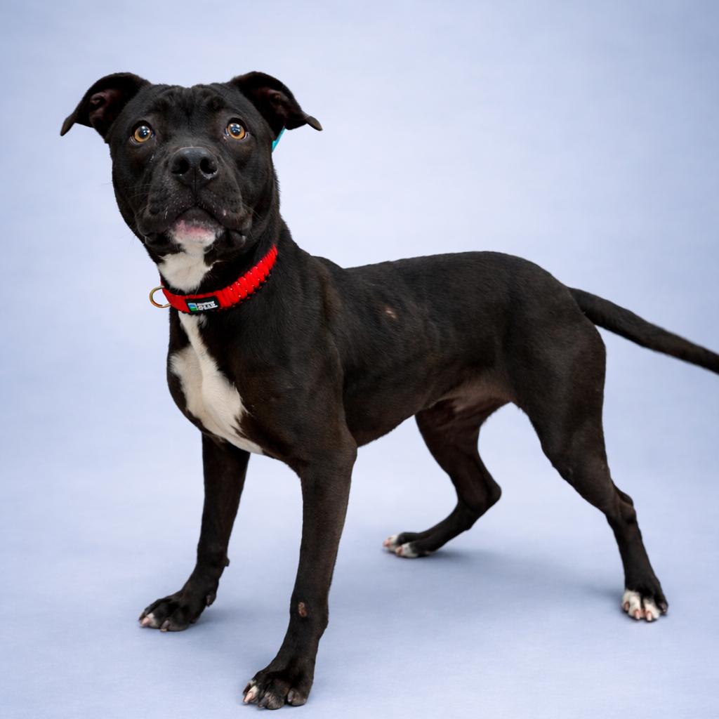 Fern, Adoptable, Young Female Terrier.