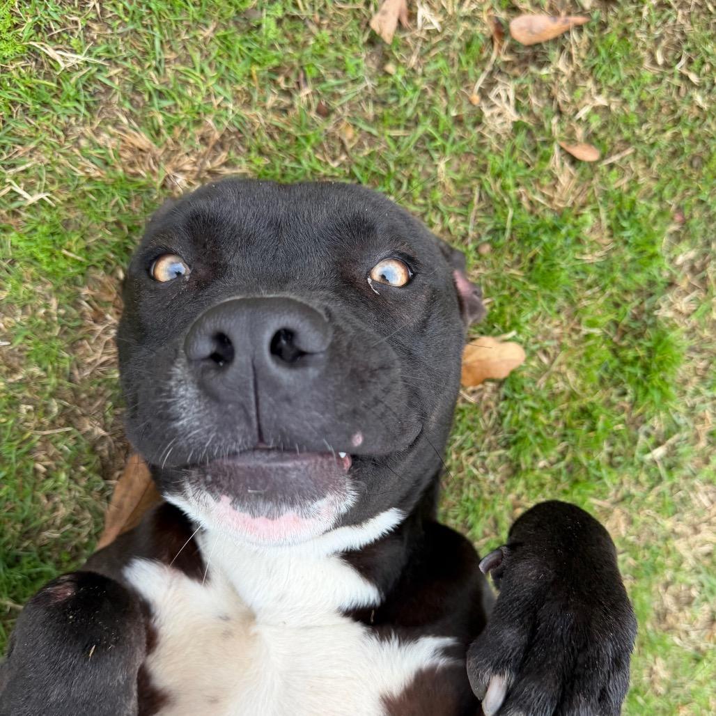 Enlarge Fern, a Adoptable mixed breed in Montgomery, AL image 2/5