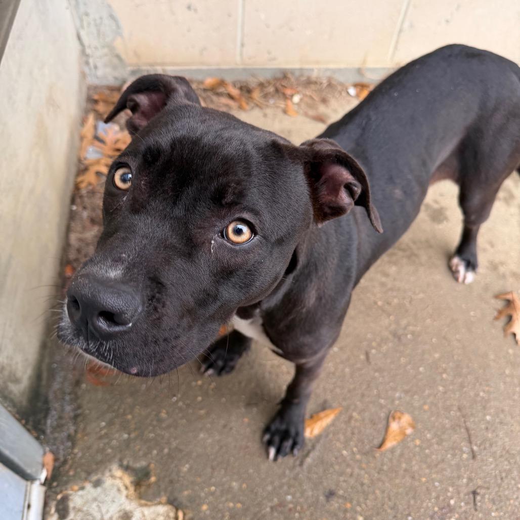 Enlarge Fern, a Adoptable mixed breed in Montgomery, AL image 3/5