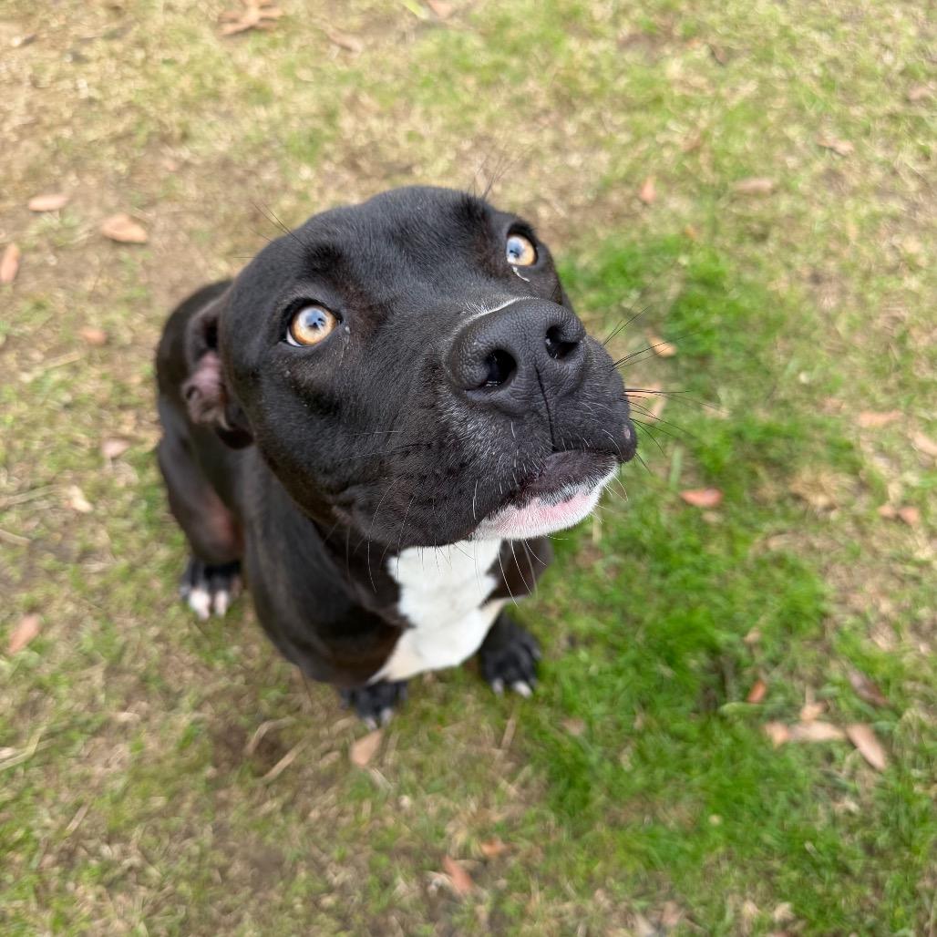 Enlarge Fern, a Adoptable mixed breed in Montgomery, AL image 4/5