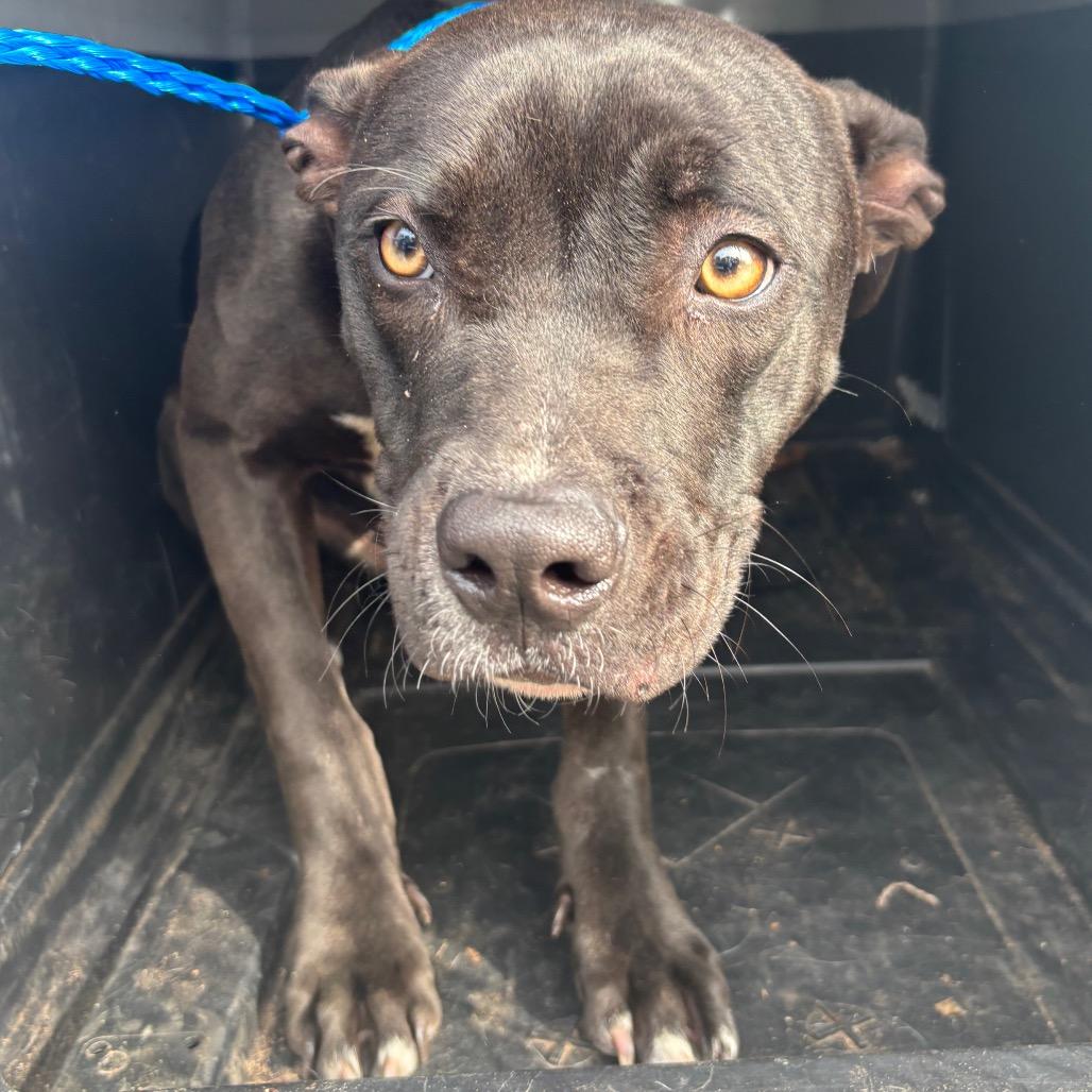 Enlarge Fern, a Adoptable mixed breed in Montgomery, AL image 5/5