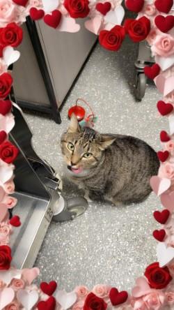 Miss Kitty, adopted, Adult Female Domestic Short Hair.