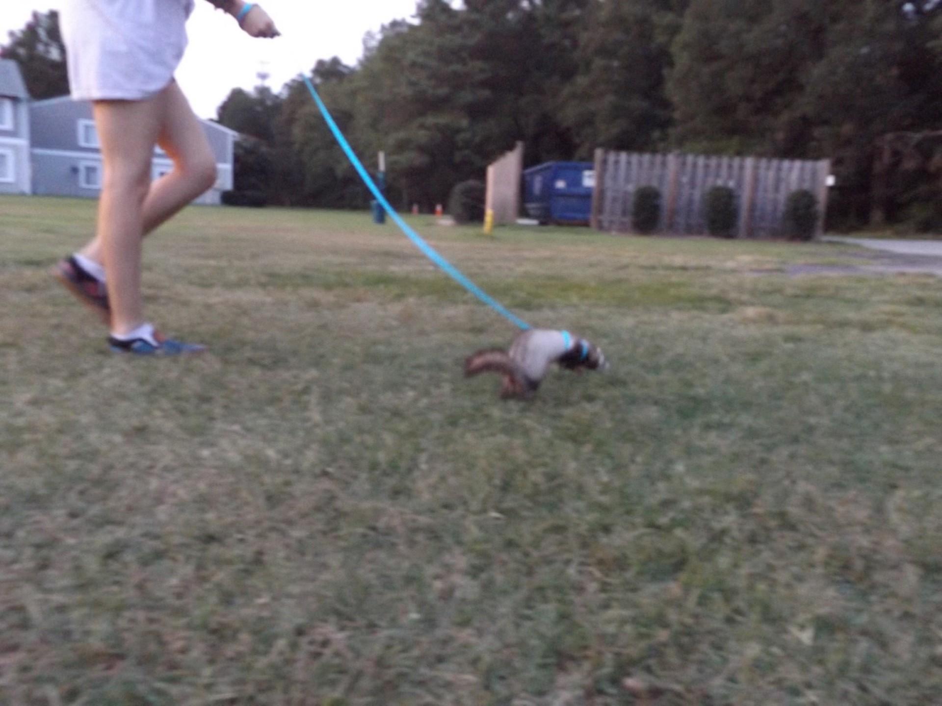 Fern, a Adoptable Ferret in Brandy Station, VA image 4/5