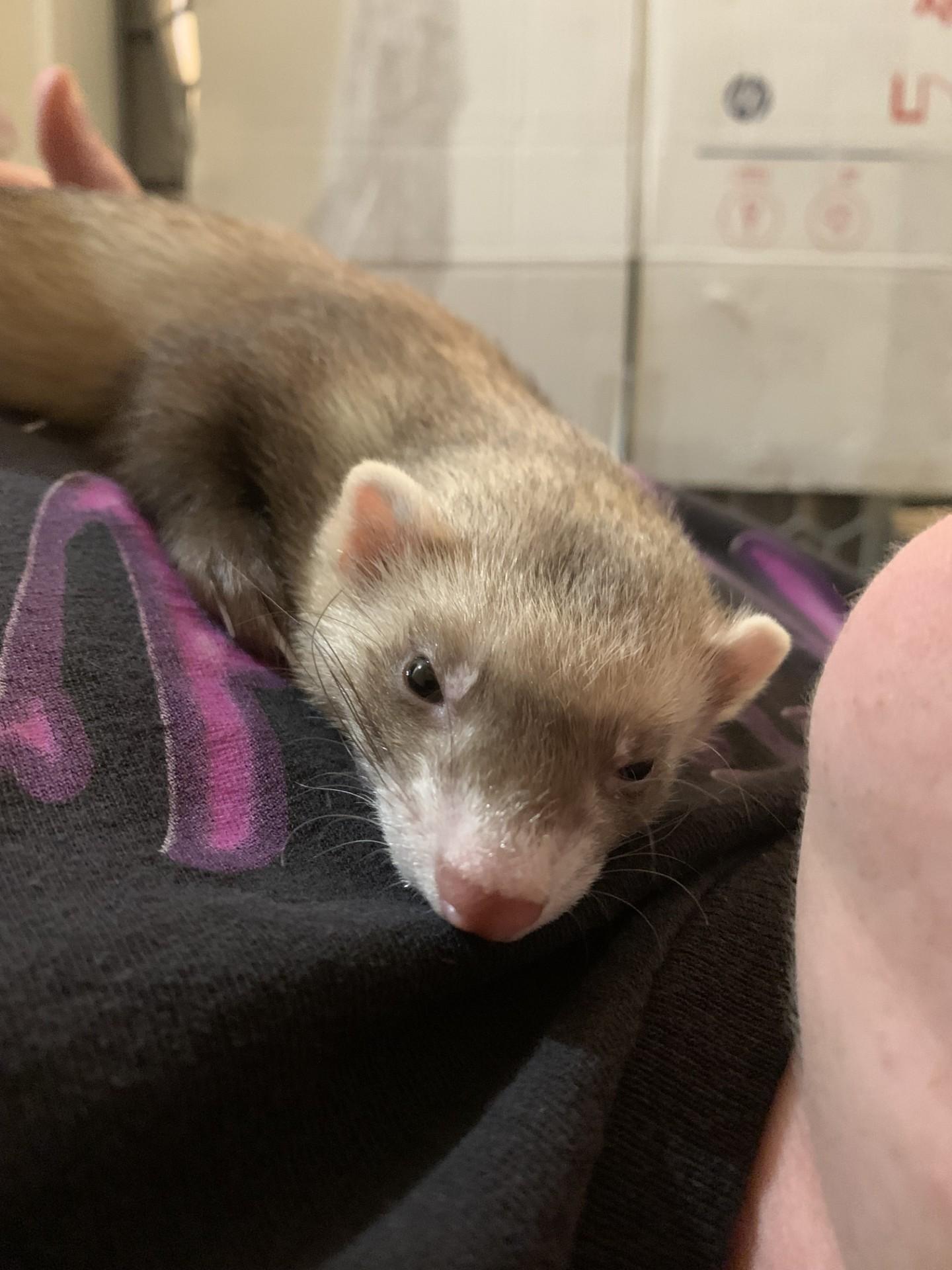 Fern, a Adoptable Ferret in Brandy Station, VA image 5/5