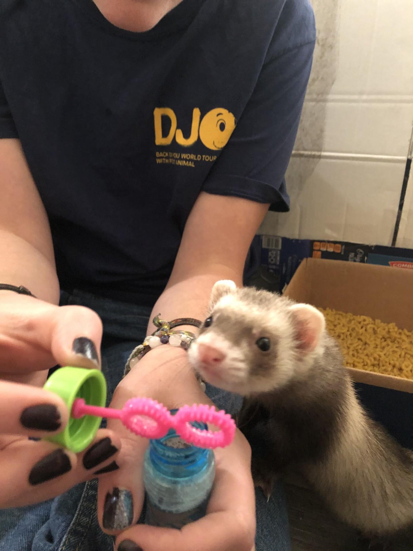 Fern, Adoptable, Baby Female Ferret.