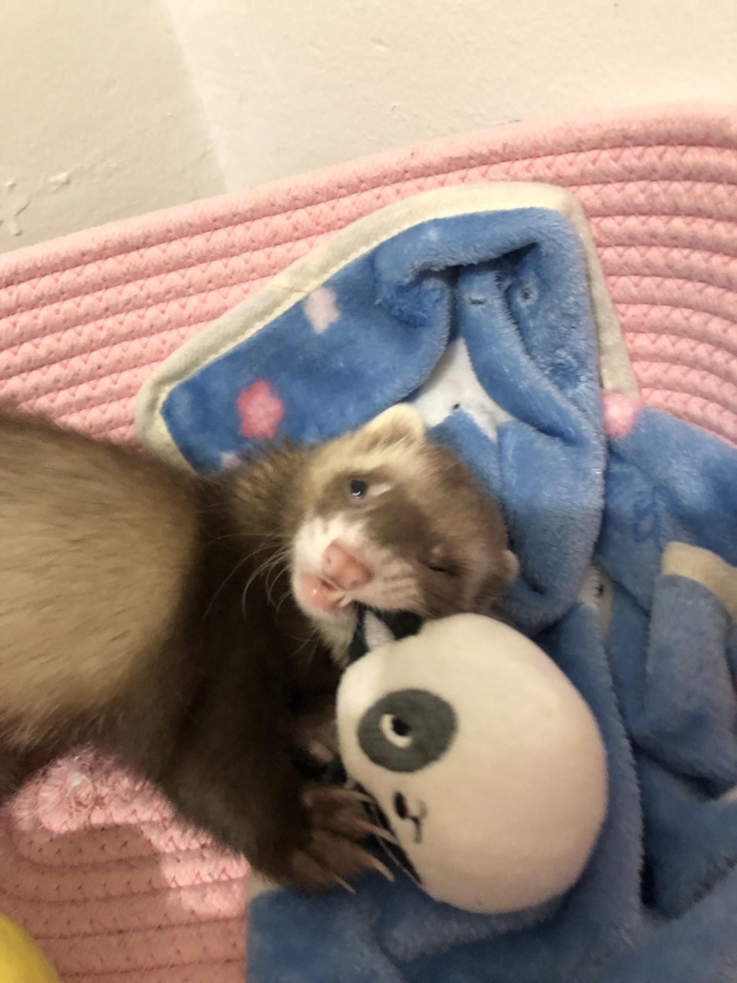 Fern, a Adoptable Ferret in Brandy Station, VA image 3/5