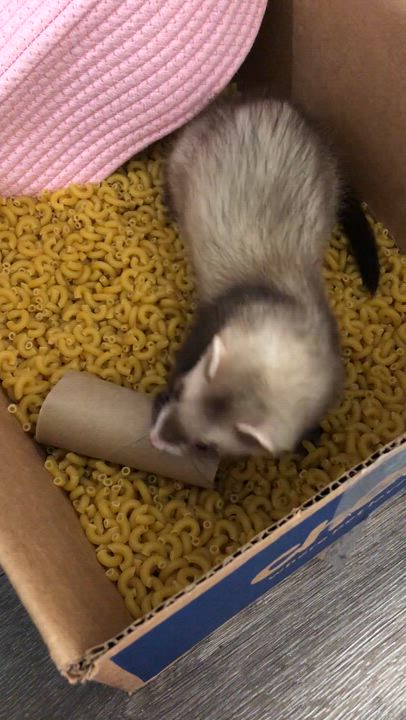 Enlarge Fern, a Adoptable Ferret in Brandy Station, VA video 2/5