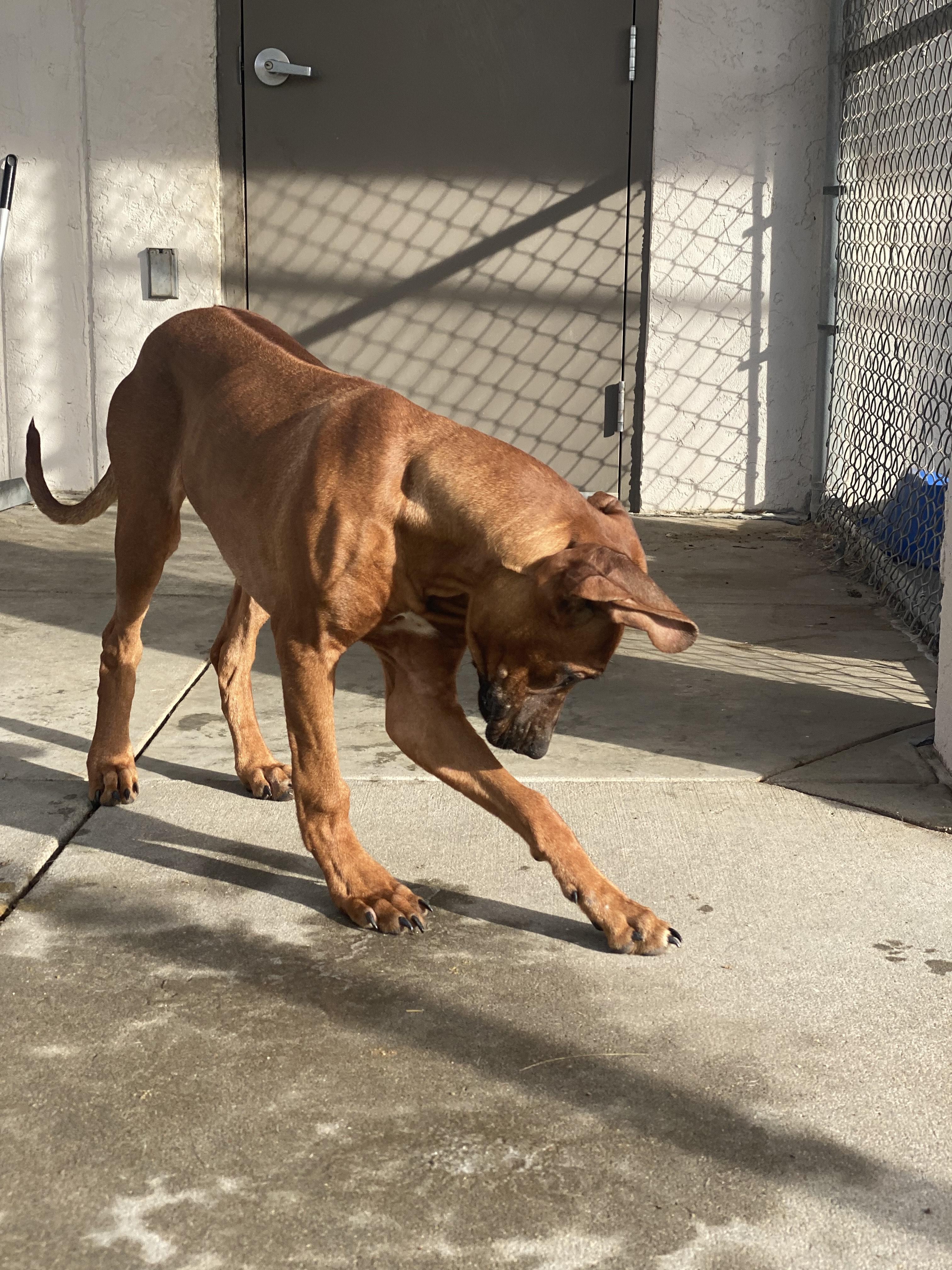 Enlarge ACO Rhodesian Ridgeback mix, a ADOPTABLE mixed breed in Hays, KS image 2/5