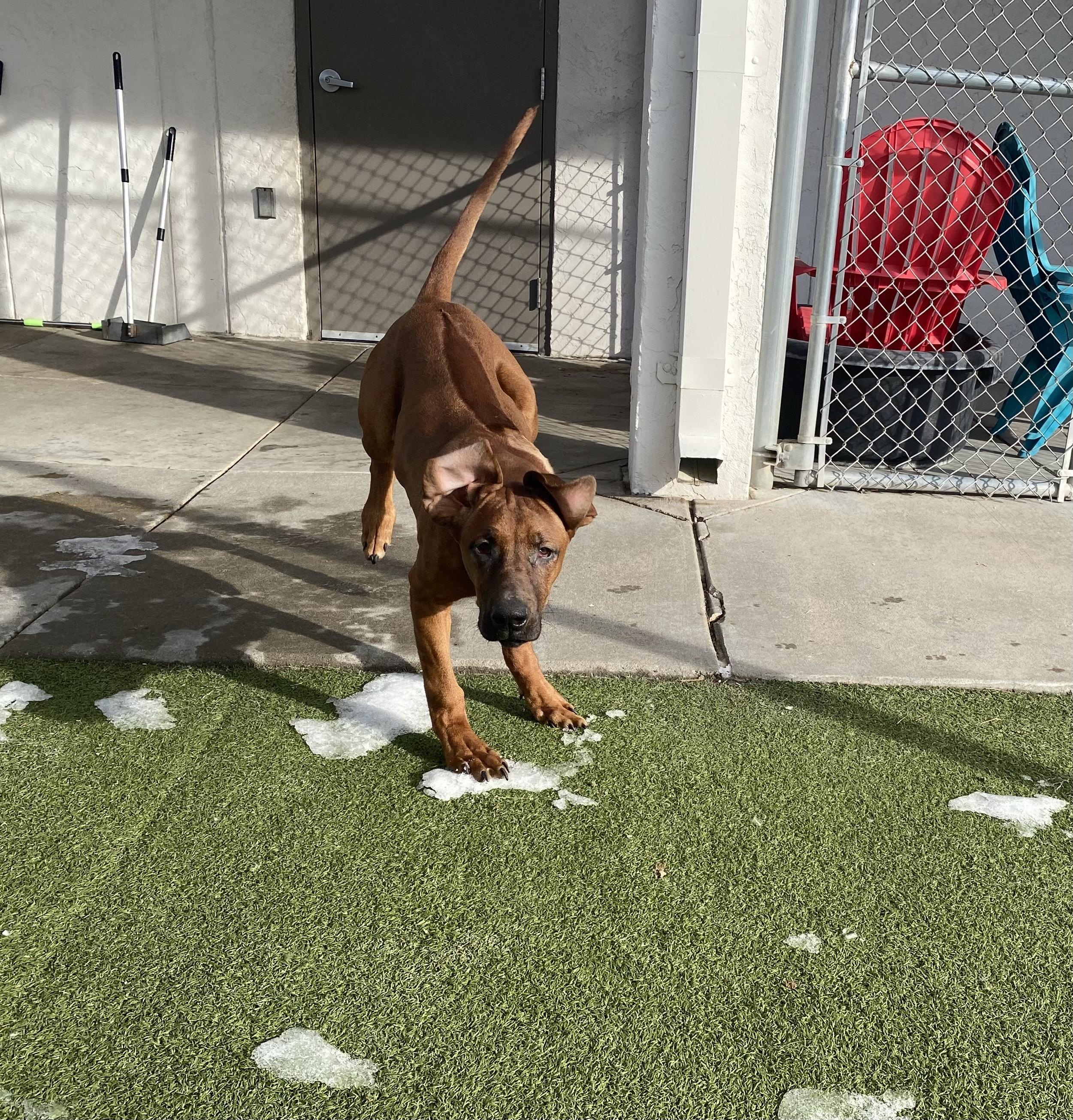 Enlarge ACO Rhodesian Ridgeback mix, a ADOPTABLE mixed breed in Hays, KS image 3/5