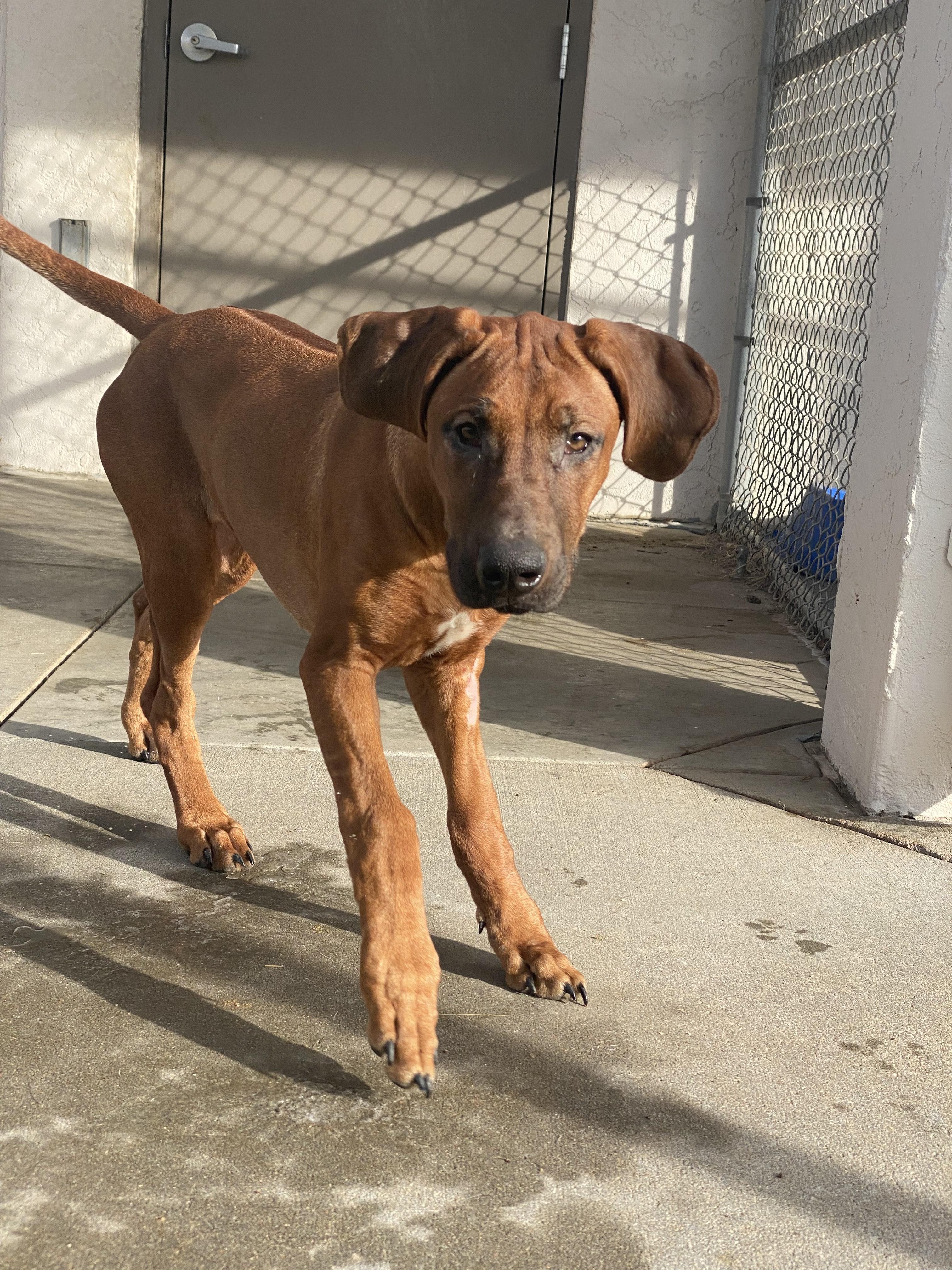 Enlarge ACO Rhodesian Ridgeback mix, a ADOPTABLE mixed breed in Hays, KS image 4/5