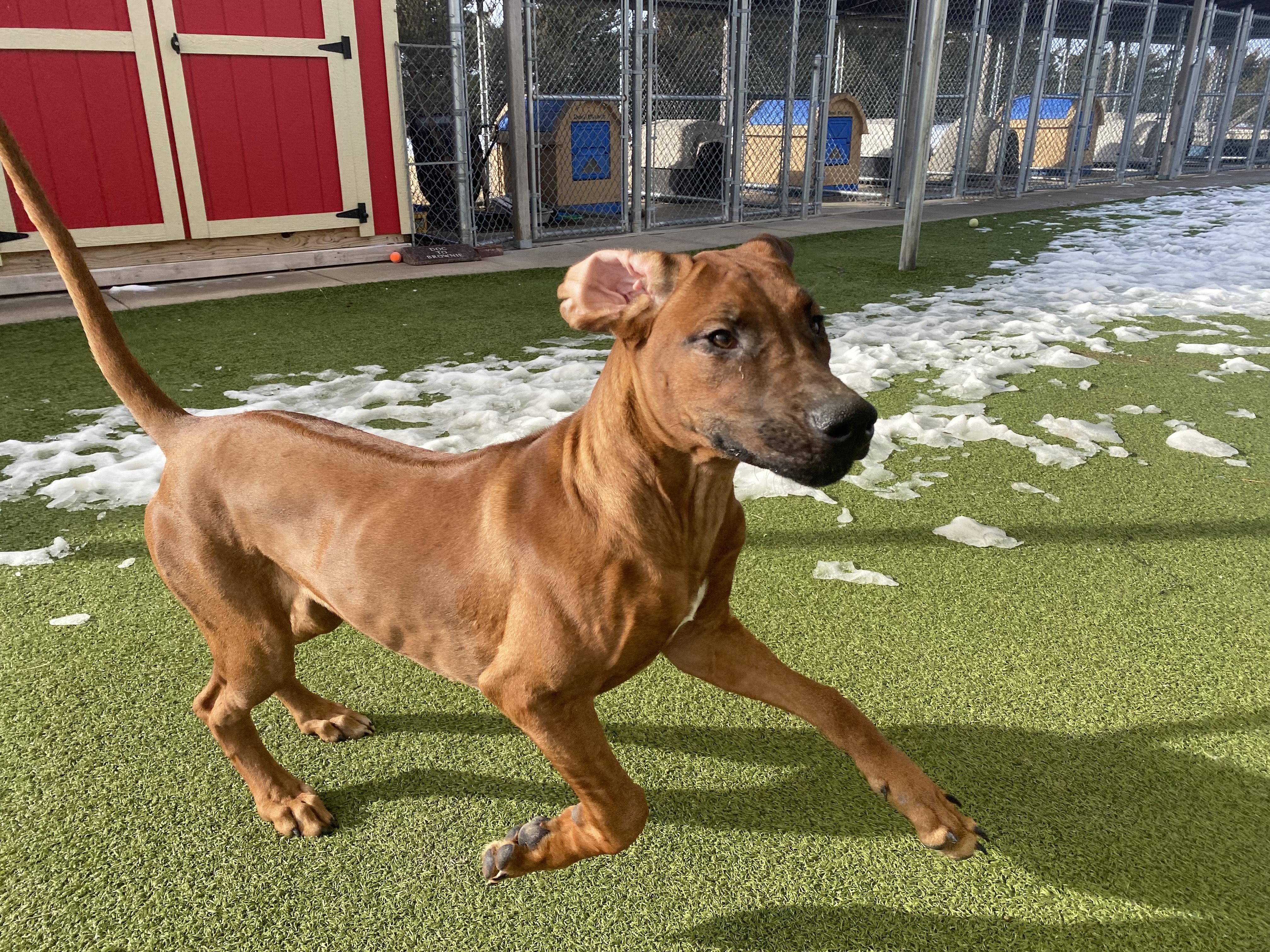 Enlarge ACO Rhodesian Ridgeback mix, a ADOPTABLE mixed breed in Hays, KS image 1/5
