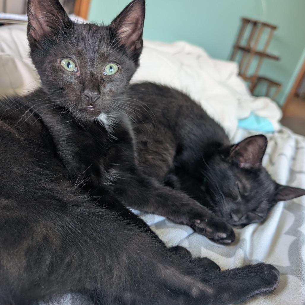 Pizza and Taco, Adoptable, Kitten Male Domestic Short Hair.