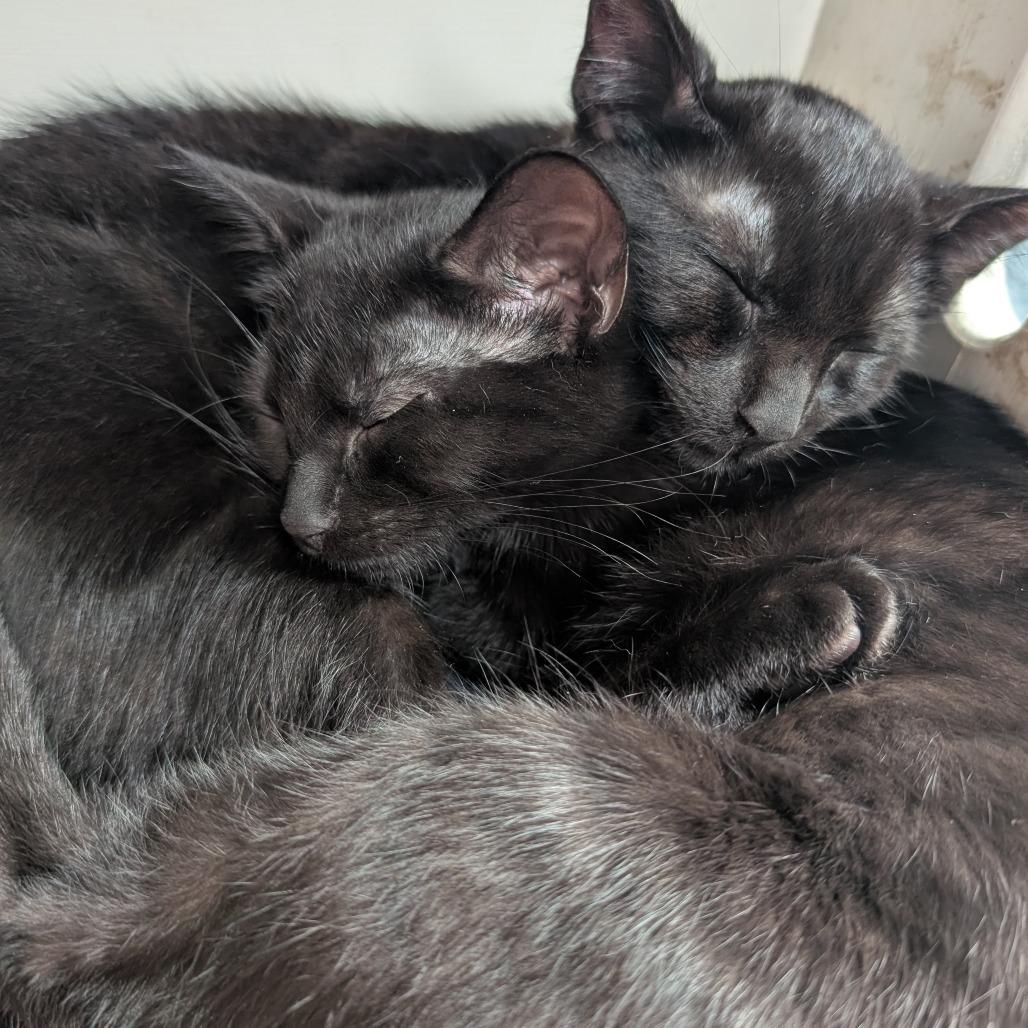 Pizza and Taco, a Adoptable Domestic Short Hair in Portage, MI image 4/6