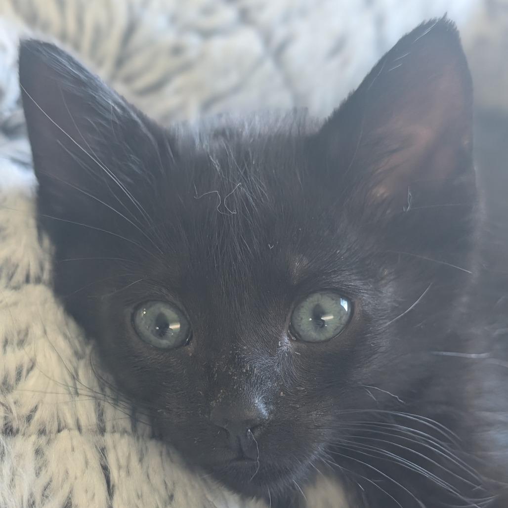 Pizza and Taco, a Adoptable Domestic Short Hair in Portage, MI image 5/6