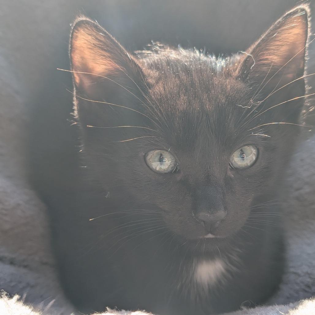 Pizza and Taco, a Adoptable Domestic Short Hair in Portage, MI image 6/6