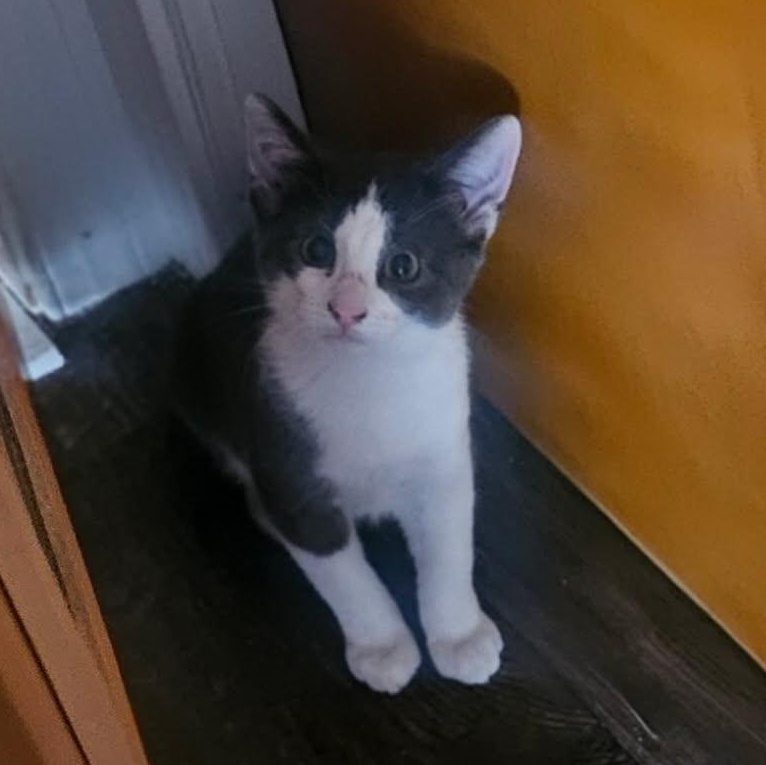 Yoyo, adopted, Kitten Male Domestic Short Hair.