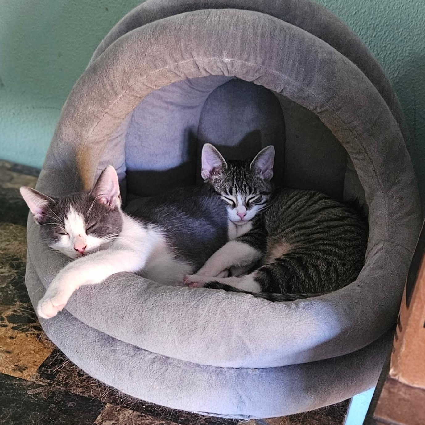 Enlarge Yoyo, an adopted Domestic Short Hair in Joliet, IL image 2/4