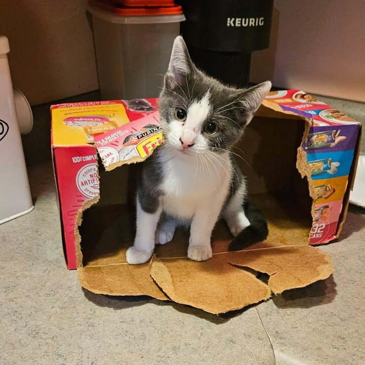 Enlarge Yoyo, an adopted Domestic Short Hair in Joliet, IL image 3/4