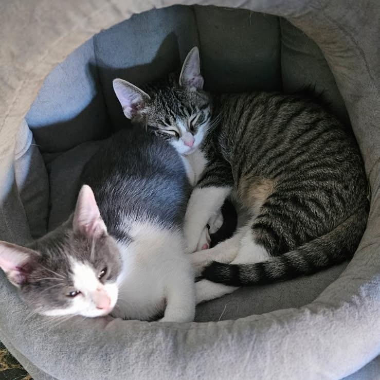 Enlarge Yoyo, an adopted Domestic Short Hair in Joliet, IL image 4/4