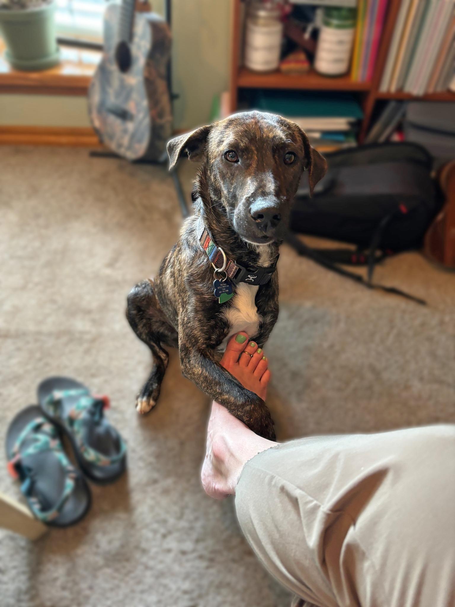 Enlarge Jake, a ADOPTABLE mixed breed in Okmulgee, OK image 5/6