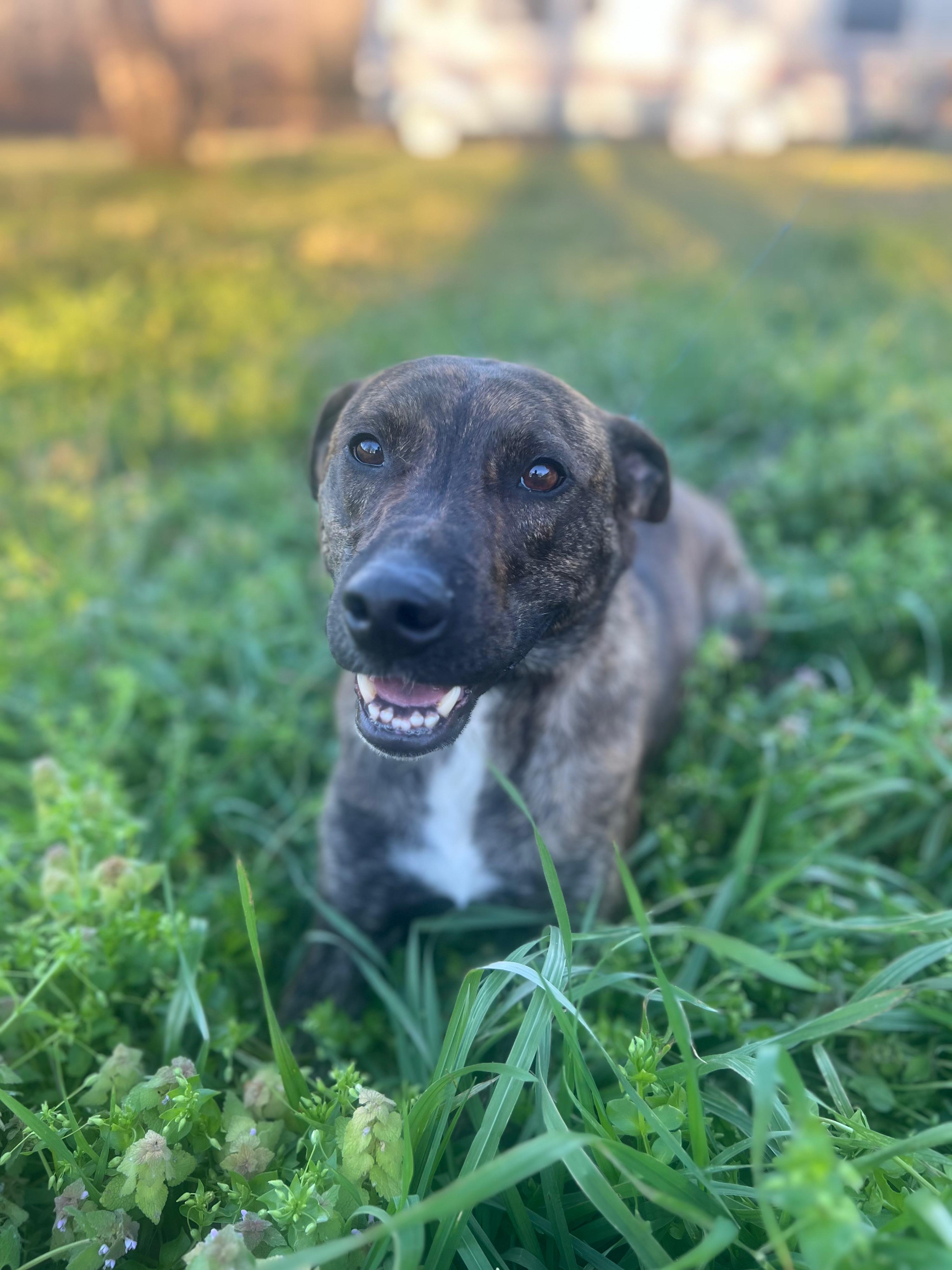 Jake, ADOPTABLE, Adult Male Plott Hound & Tennessee Treeing Brindle.