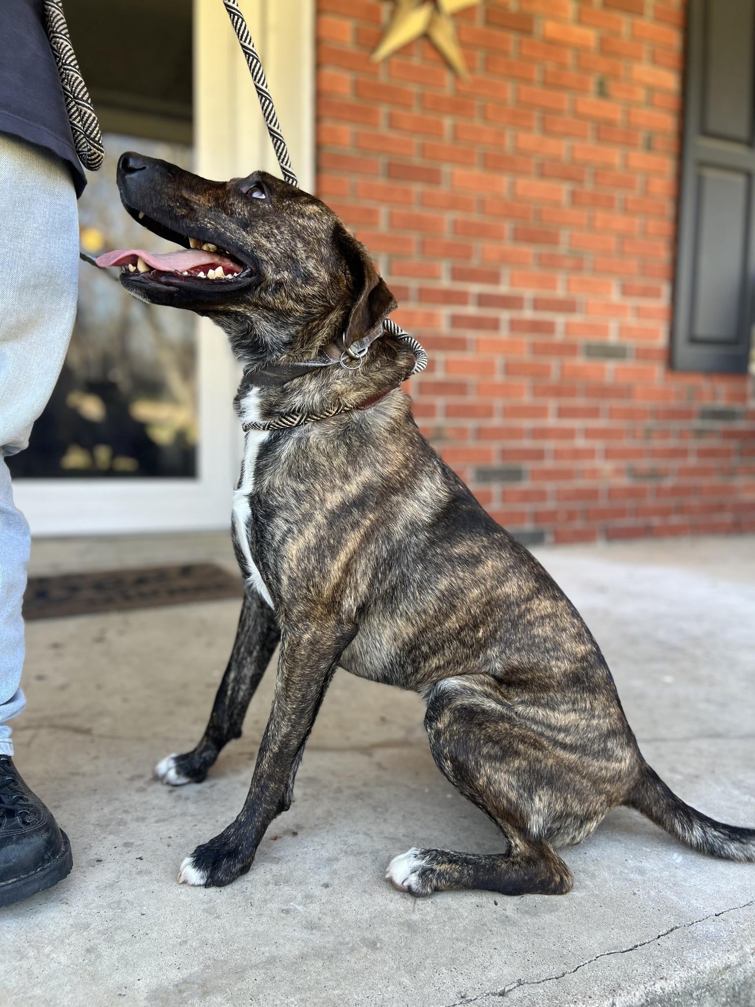 Jake, a ADOPTABLE mixed breed in Okmulgee, OK image 6/6